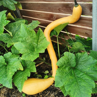 Tromboncino Squash Image1