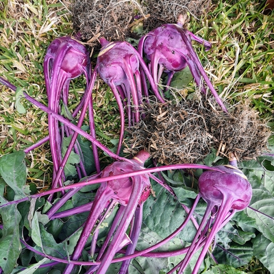 Kohlrabi Image2