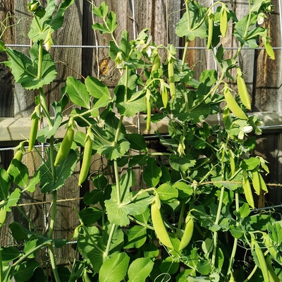 Sugar Snap Pea Image1