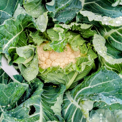 Cauliflower Image1