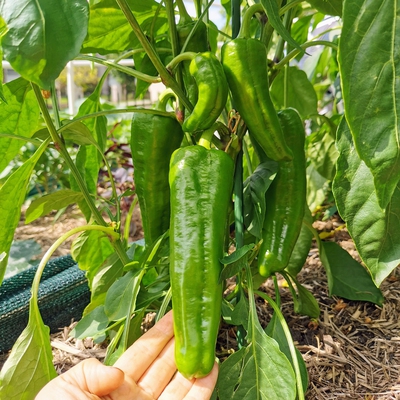 Capsicum (Sweet Pepper, Bell Pepper) Image3