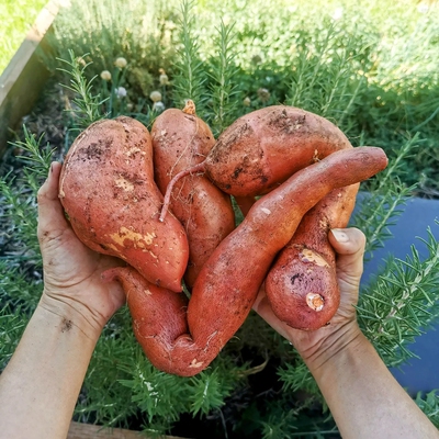 Sweet Potato Image3