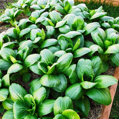 Bok Choy Image3