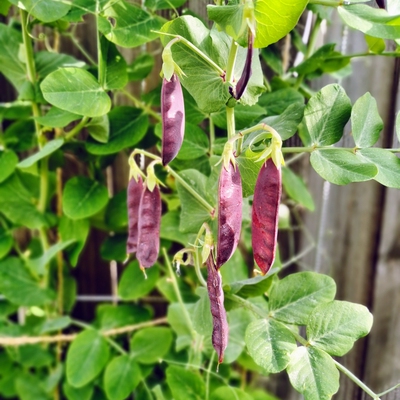 Purple Podded Pea Image1