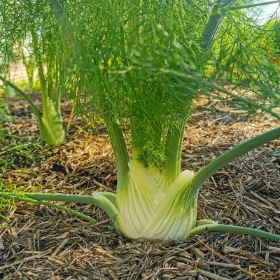 Image fennel