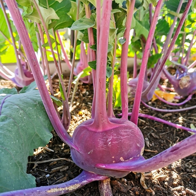 Image kohlrabi