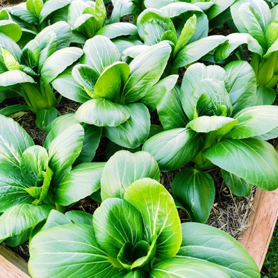 Bok Choy Image1