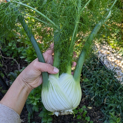 Fennel Image2