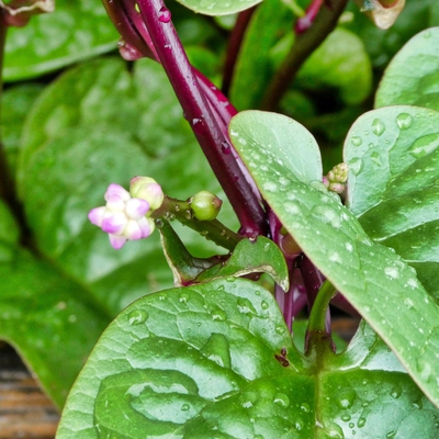 Climbing Spinach (Malabar) Image1