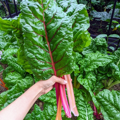 Chard (Silverbeet) Image3