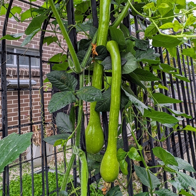 Tromboncino Squash Image2