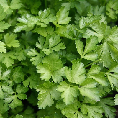 Image parsley