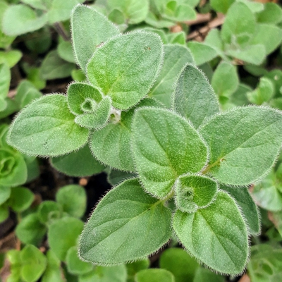 Image oregano