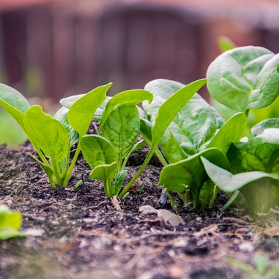 Spinach Image1