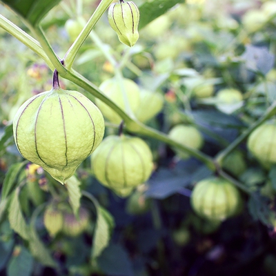 Image tomatillo