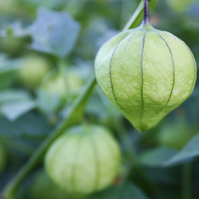 Tomatillo Image2