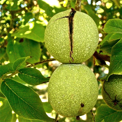 Image walnut
