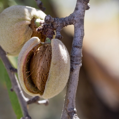 Almonds Image1