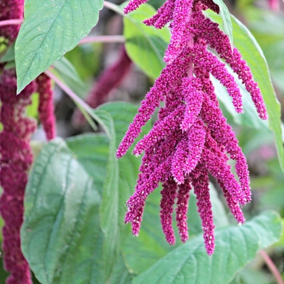 Amaranth Image2