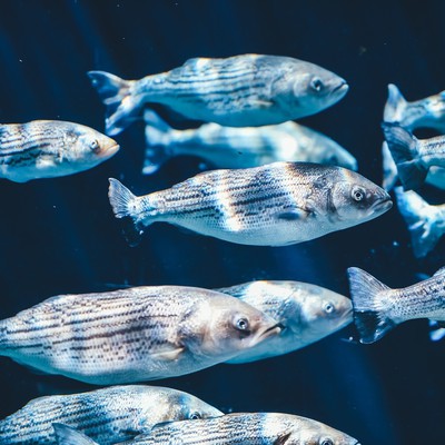 Image fish emulsion
