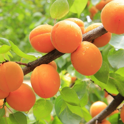 Apricot Image3