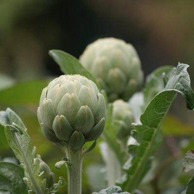 Artichoke Globe Image2