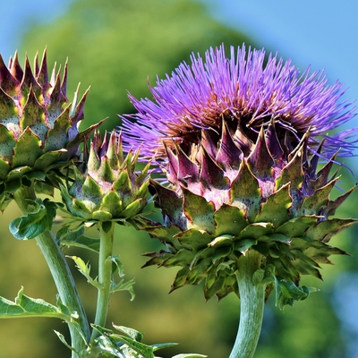 Artichoke Globe Image3