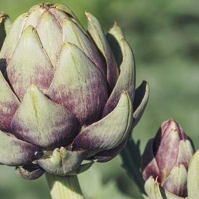 Artichoke Globe Image1