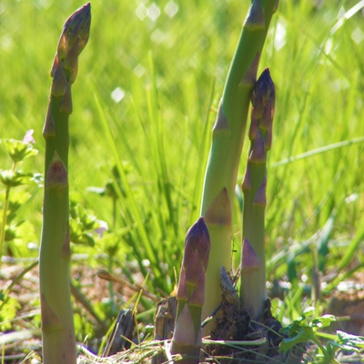 Image asparagus