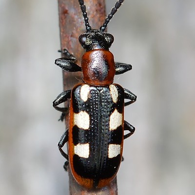 Image Asparagus Beetles
