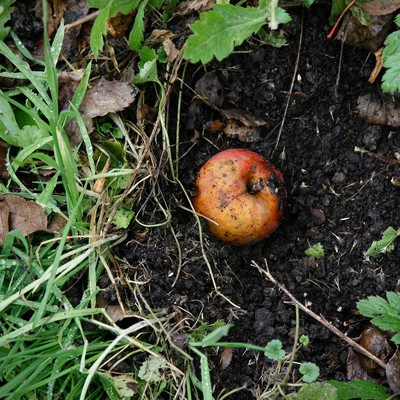 Image kitchenscraps
