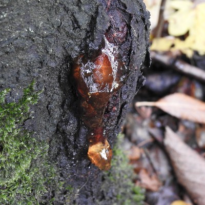 Image Bacterial Canker