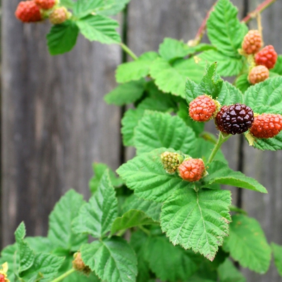 Image loganberry