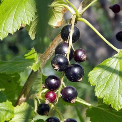 Blackcurrant Image1