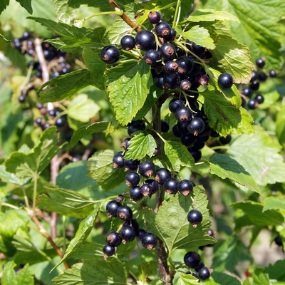 Blackcurrant Image2