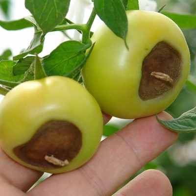 Image Blossom-End Rot