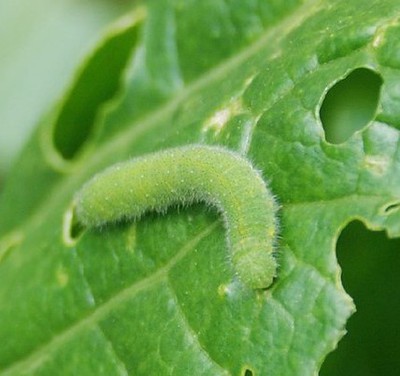 Image Cabbage Worms