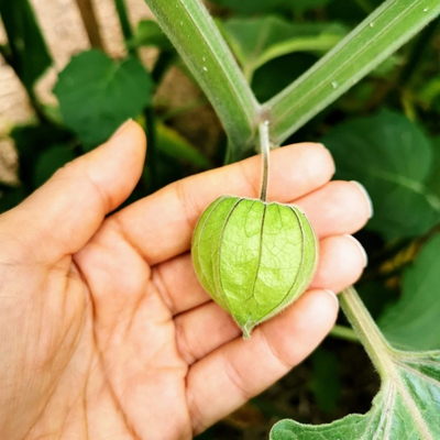 Cape Gooseberry Image1