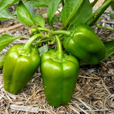 Capsicum (Sweet Pepper, Bell Pepper) Image1