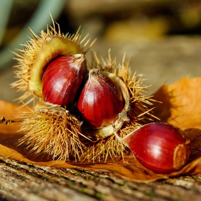 Chestnut Image1