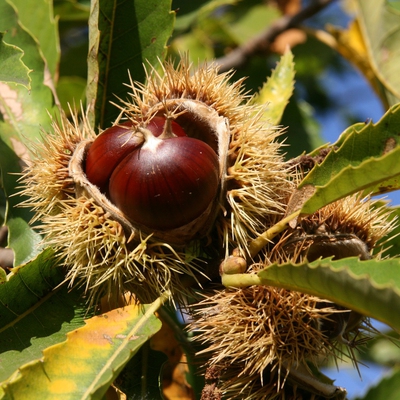 Chestnut Image2