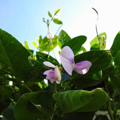 Beans Climbing Image3