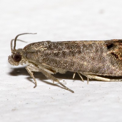 Image Codling Moths