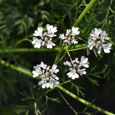 Coriander Image3