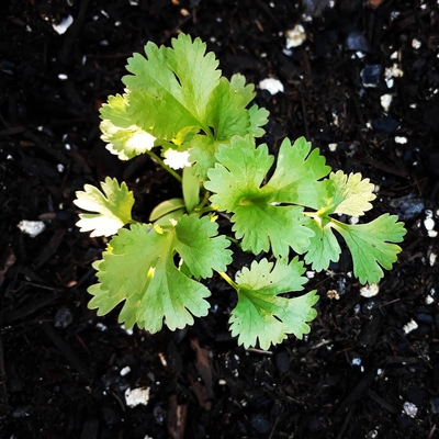 Image coriander