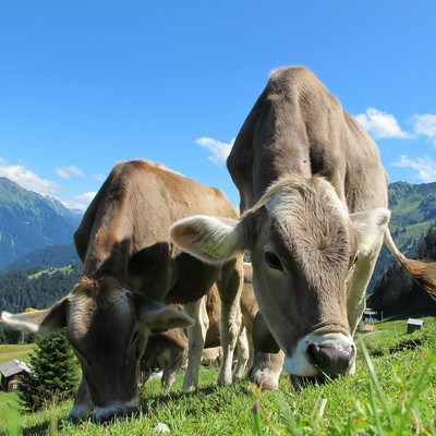 Image manure