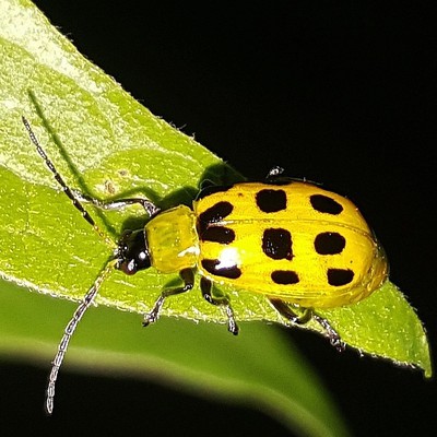 Image Cucumber Beetles