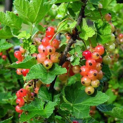 Redcurrant Image2