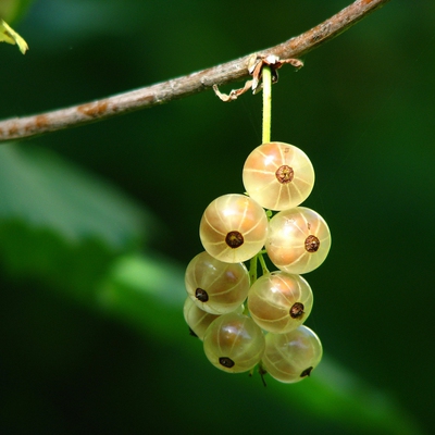 Image whitecurrant