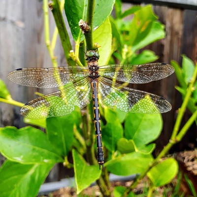 Image Dragonflies